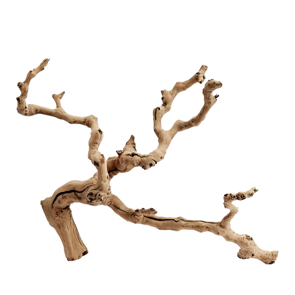 Pottery Barn Dried Grapewood Branch