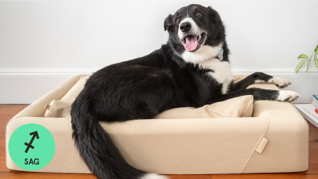 Tuft & Needle Dog Bed in Desert