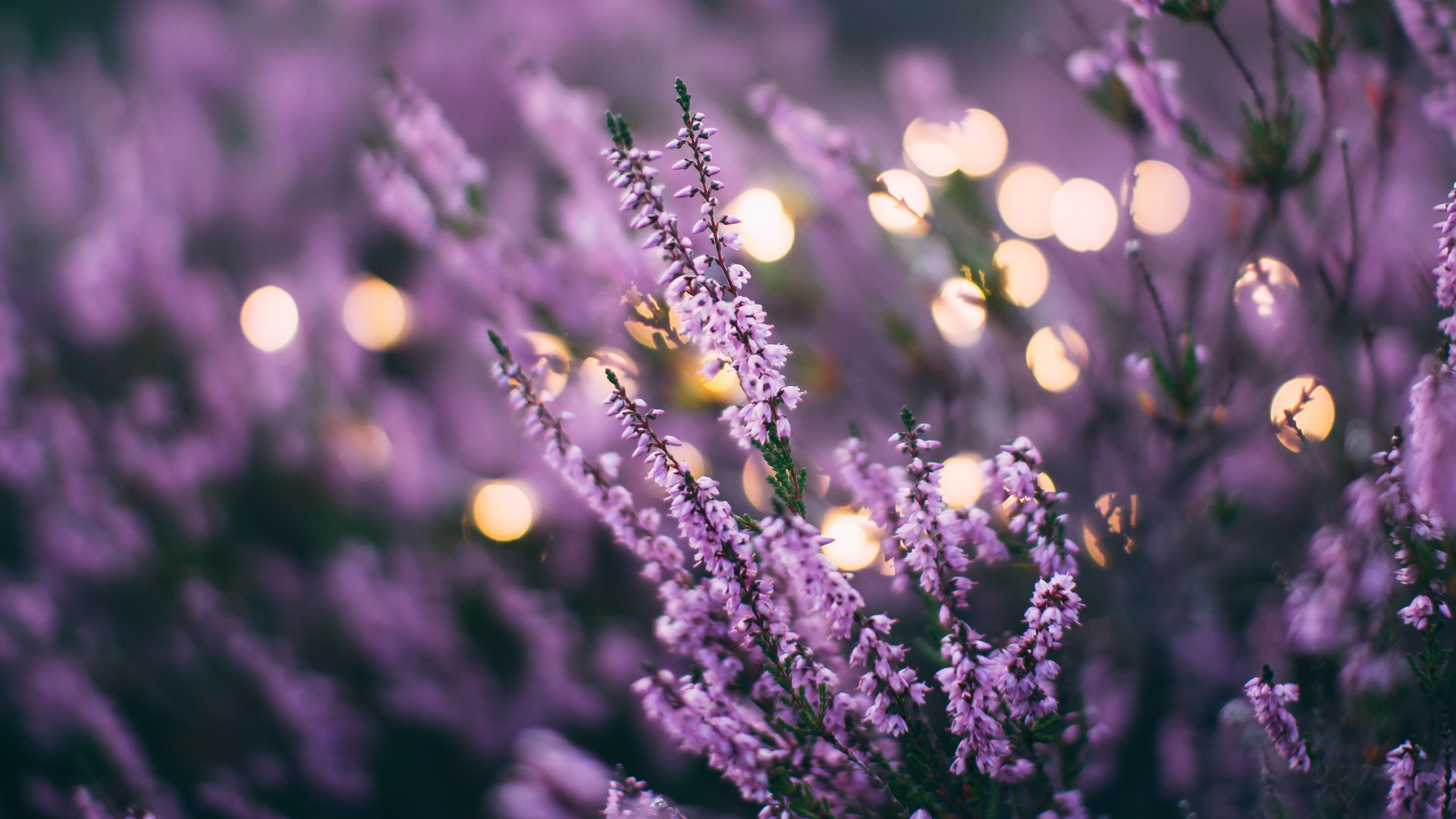 Picture of lavender plants