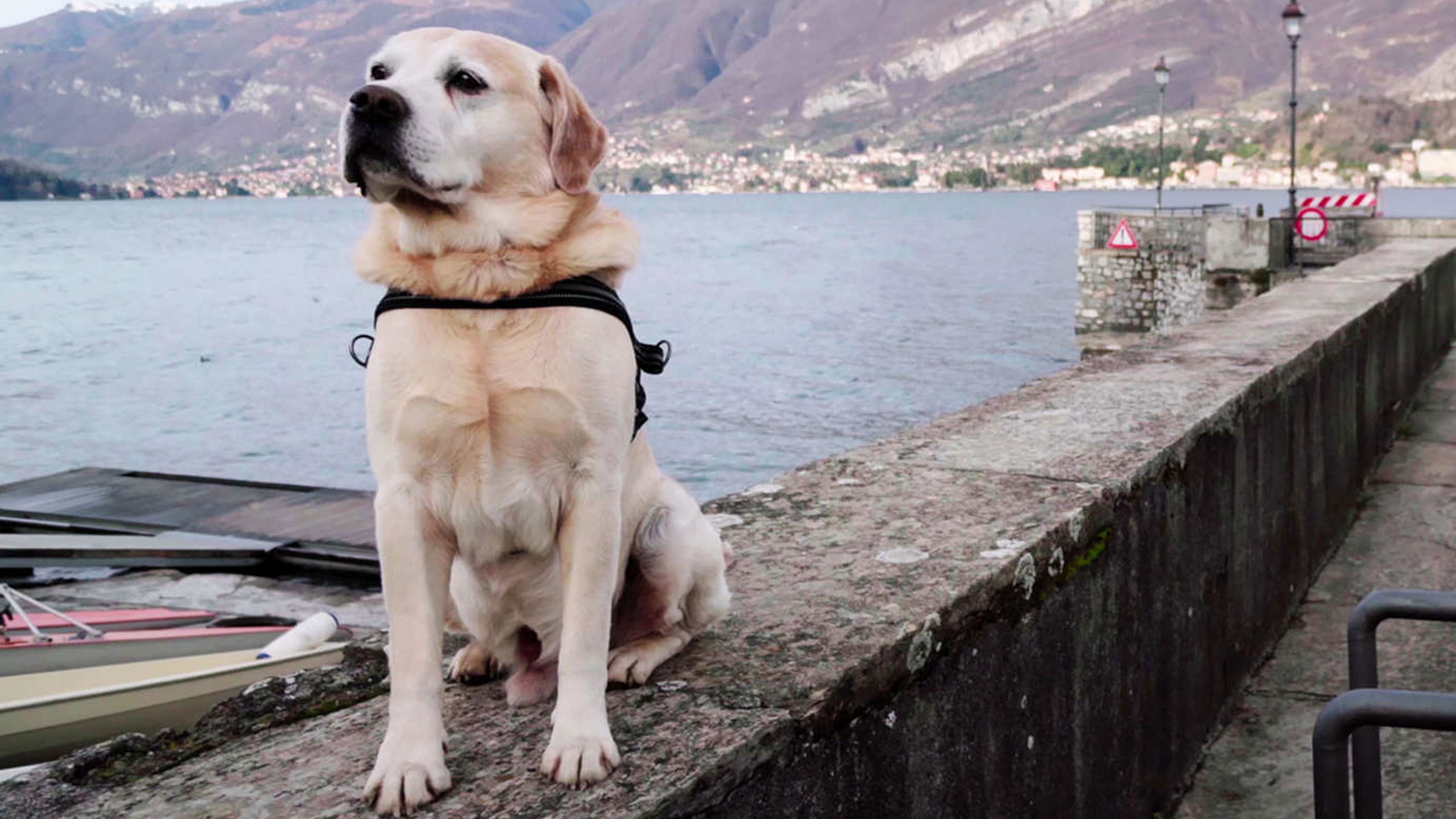 Dogs TV Show Image - Dog sitting on a Pier next to lake