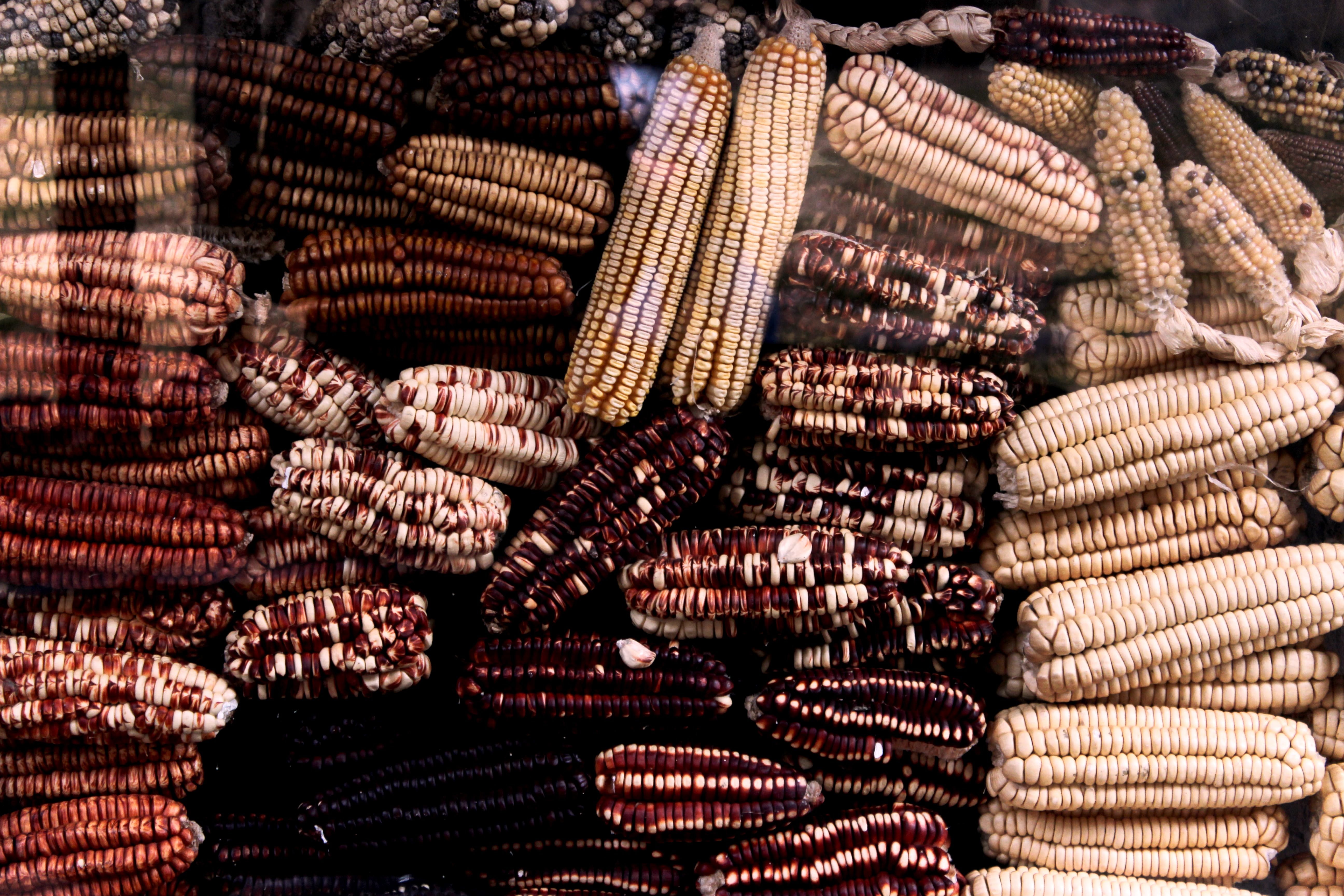 A bunch of dried up corn of different colors