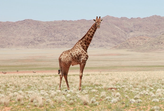 Giraffe standing in a open area