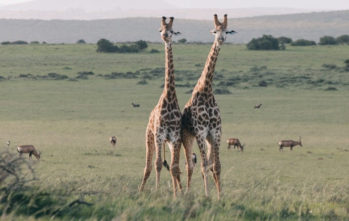 giraffes sleeping