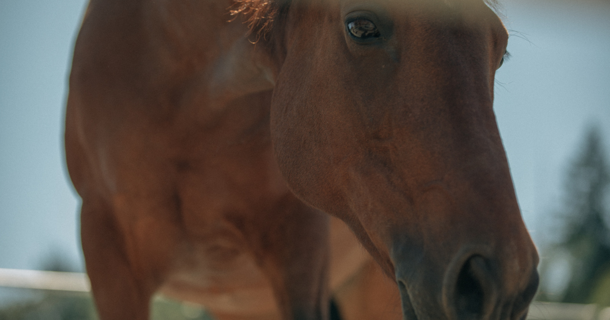 Cascada Automatic Horse Waterer