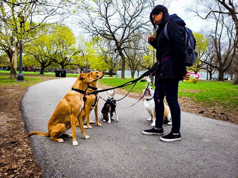 Dog walker in Toronto , training 4 dogs during fall