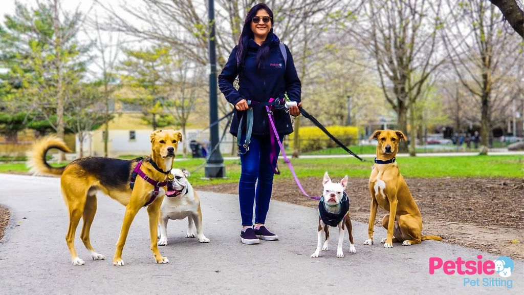 Julie Martin , founder of Petsie Pet Sitting walking dogs at Trinity bellwood in Toronto ,Ontario