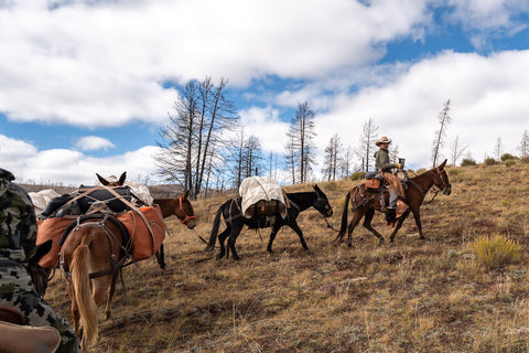 Pack Mule Train - Colorado High Country