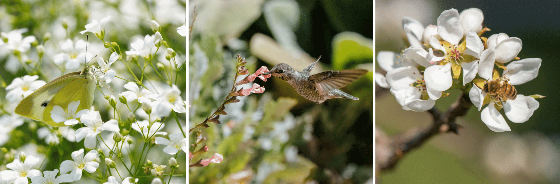 Pollinator-Friendly Garden