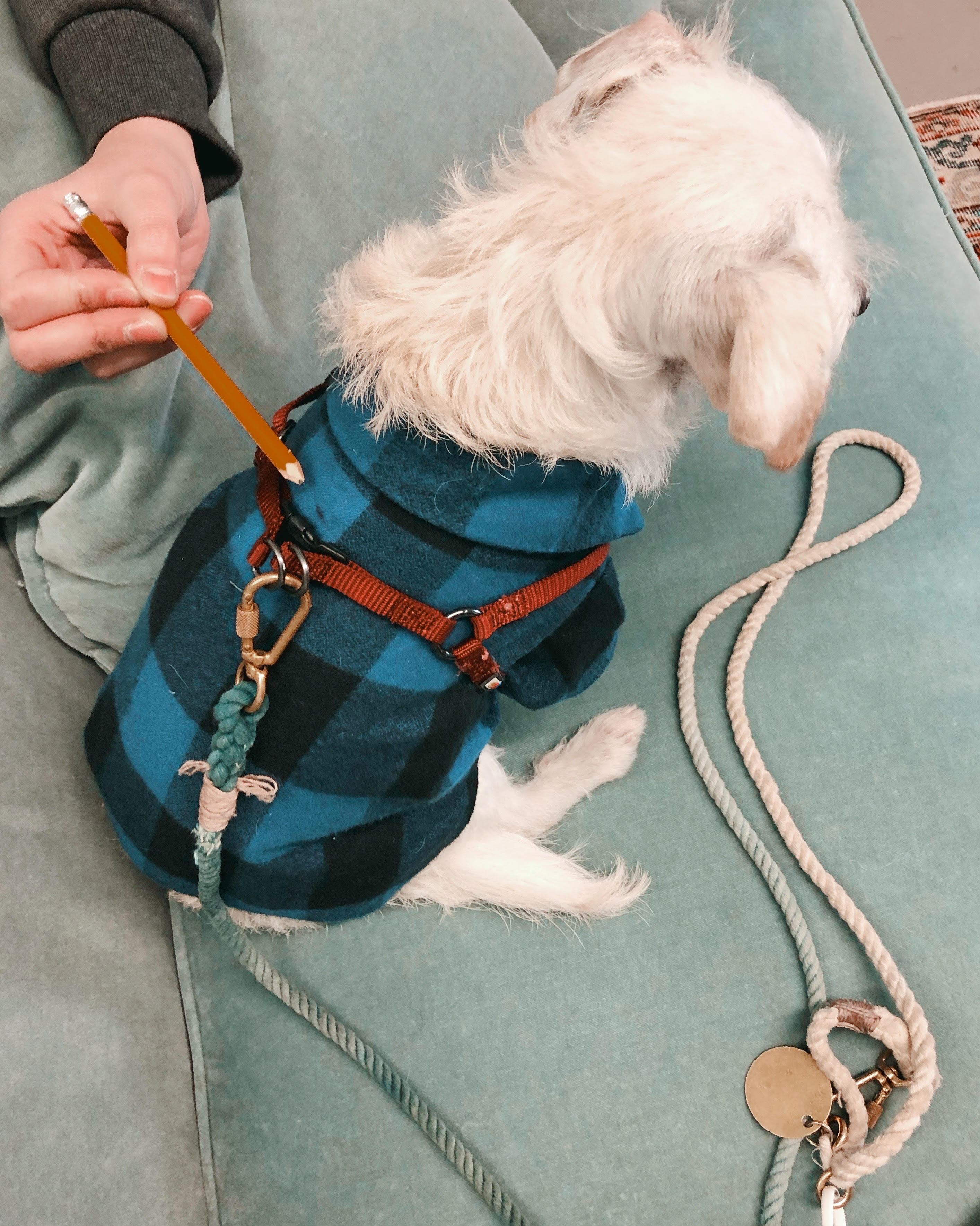 wax dog coat with harness hole