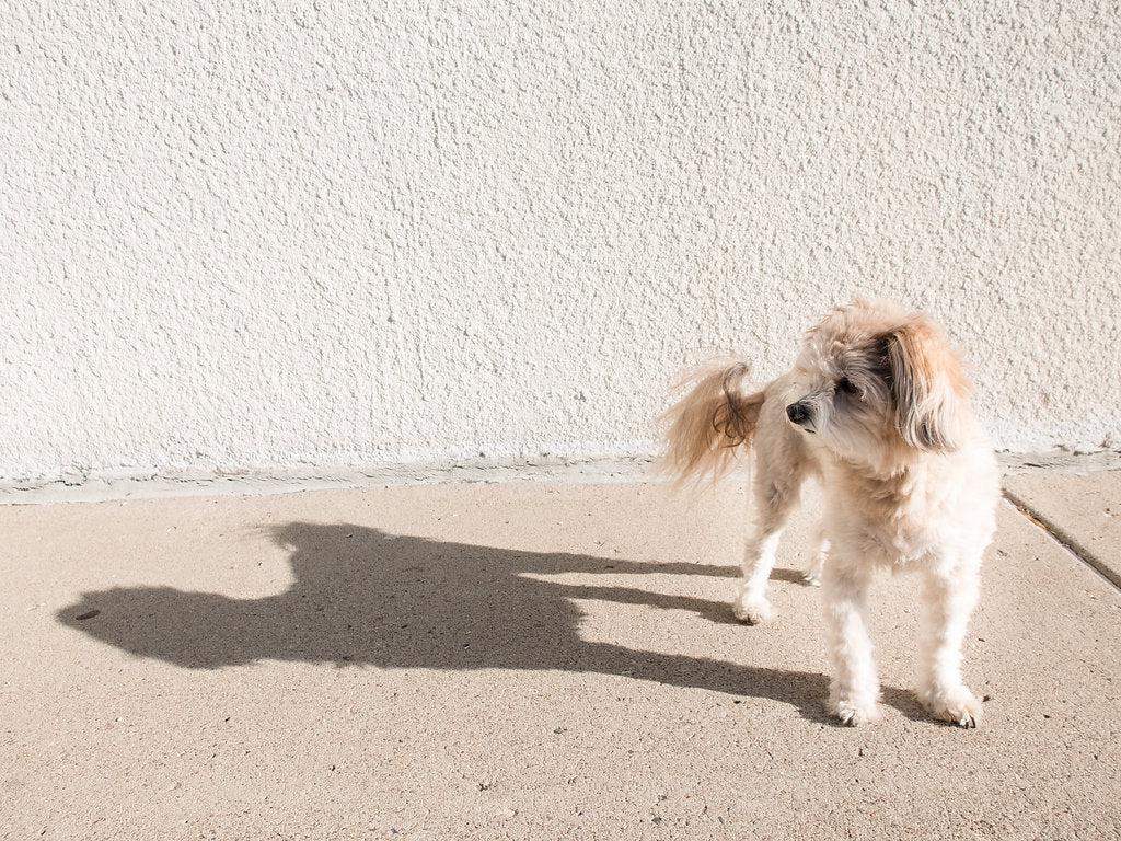 Thomas the Model @thomasthemodel by Megan Gould for Dog Threads | Pomeranian Poodle Dog