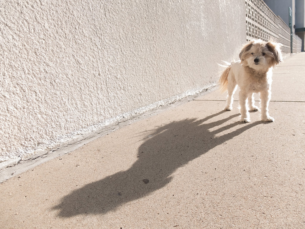 Thomas the Model @thomasthemodel by Megan Gould for Dog Threads | Pomeranian Poodle Dog