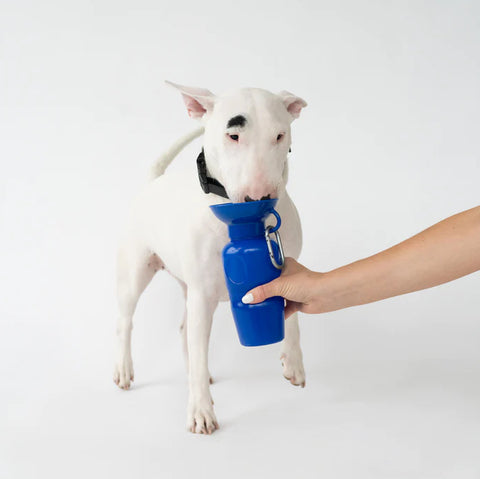 Springer pet water bottle