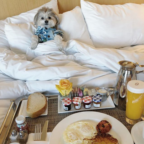 Sofitel Beverly Hills Dog Friendly Hotel