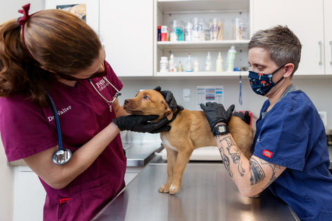 two vets at PAWS Chicago examining a puppy