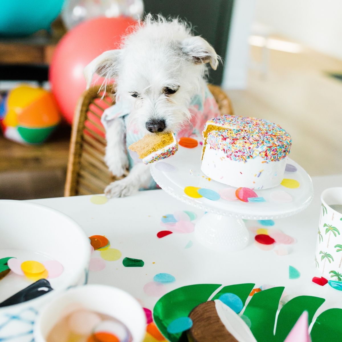 How To Plan Your Dog's Birthday Party or Gotcha Day by Dog Threads