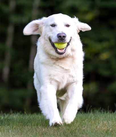 white dog running with a tennis ball in its mouth
