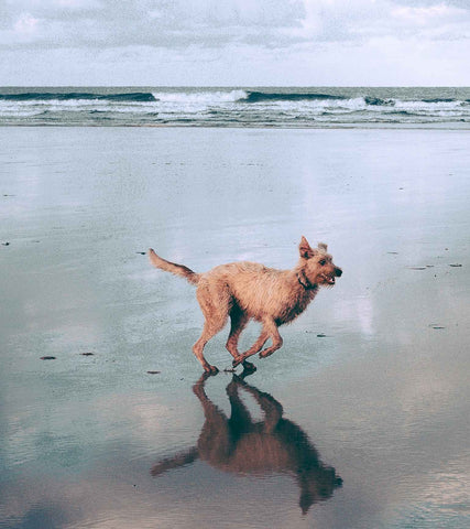 dog running on beach