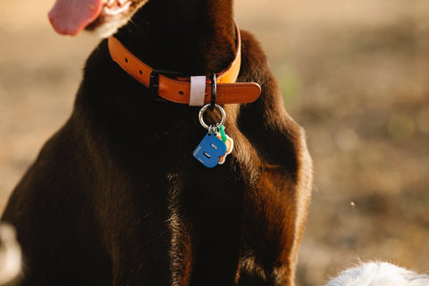 dog collar with tags on a brown labrador-like dog