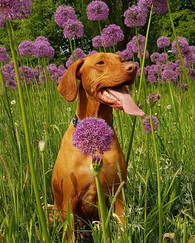 brown dog sitting in field of tall purple flowers