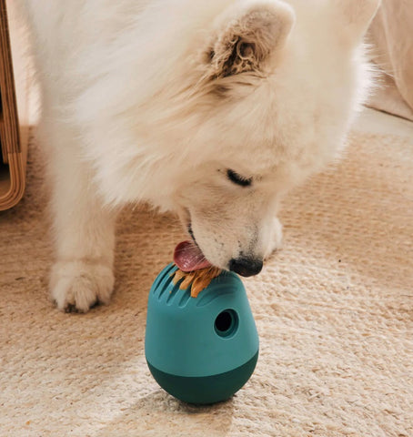 white fluffy dog licking a teal enrichment toy from fable