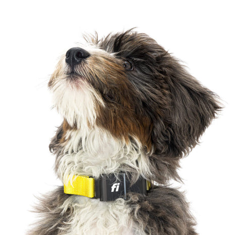 Fi GPS Dog collar