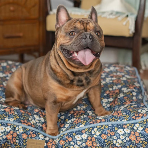 French bulldog on dog bed from Harry Barker