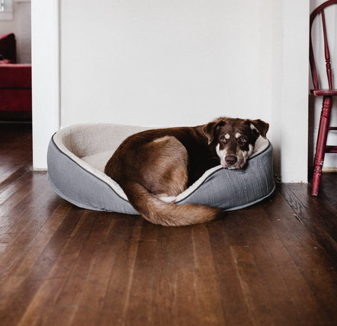 brown and black mid-sized dog curled up in a dog bed in a house