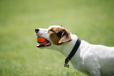 white dog with brown spot on eye and ear holding an orange ball