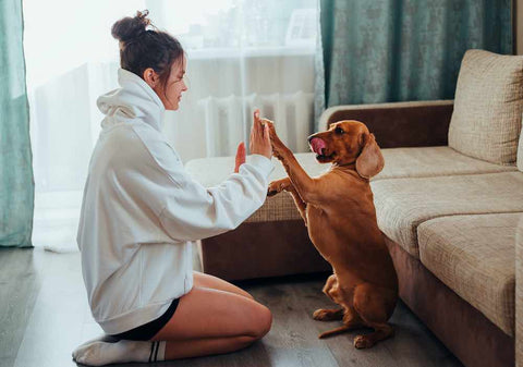 dog mom in white hoodie and mid-sized brown dog learning to high five