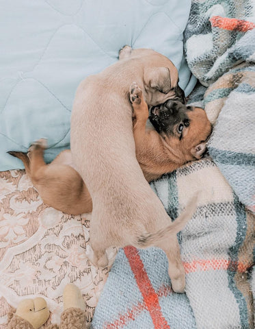 two brown puppies playing on some blankets