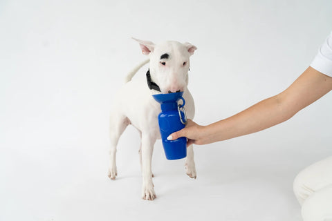 dog travel water bottle by springer pets