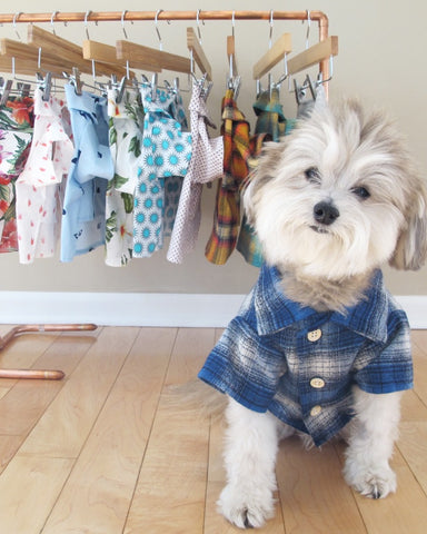 A photo of Thomas, a small white and grey long-haired dog, in a blue and white flannel shirt sitting in front of a wrack of hanging dog clothes