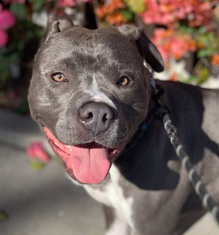 dark grey pit bull mix smiling standing in front of pink flowers