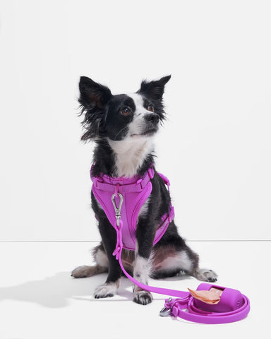 Black and white dog in a Wild One magenta walk kit