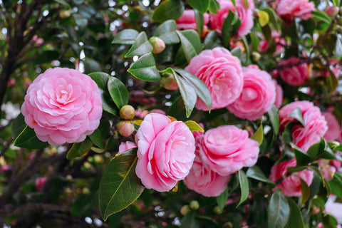 Camillas blooming in January in Savannah