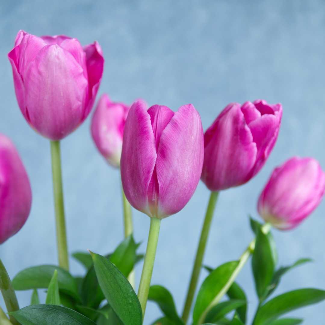 Bouquet de tulipanes rosas – Flor de Loto Boutique Floral