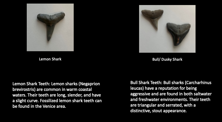 Lemon Shark and Bull Shark Teeth