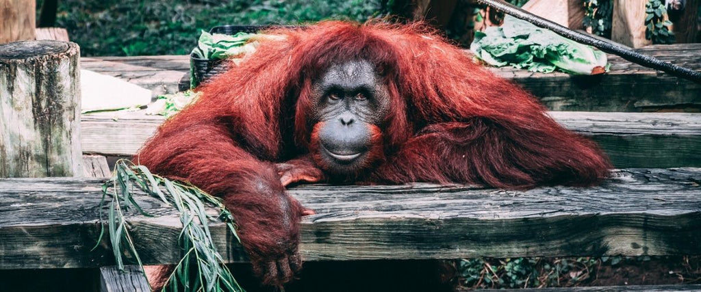 Let's save the King of the Swingers - the Orangutans