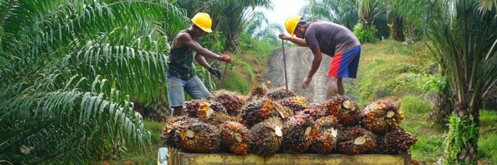 Men farming Palm oil