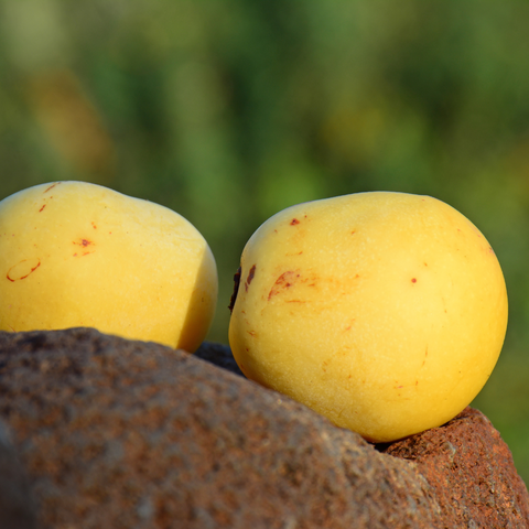 Marula Nut