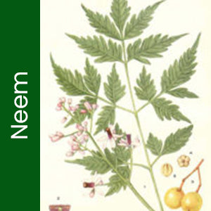 Neem