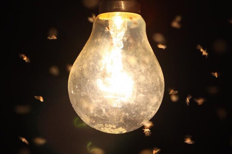 light bulb with tons of flys