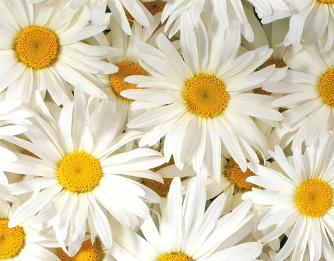 Roman Chamomile