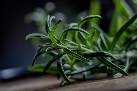 Close up of roseymary