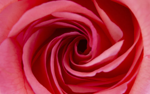 Closeup shot of a rose flower