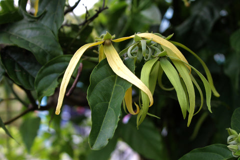 Ylang ylang plant