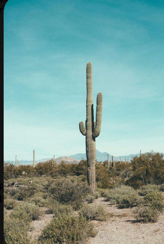 Arizona. Cactus.