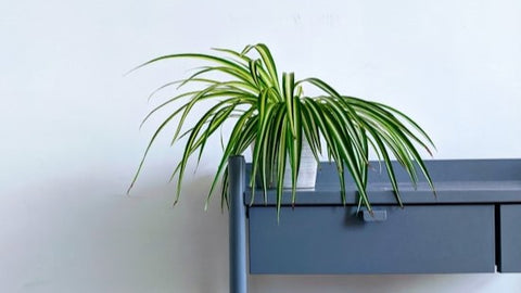 Spider Plant