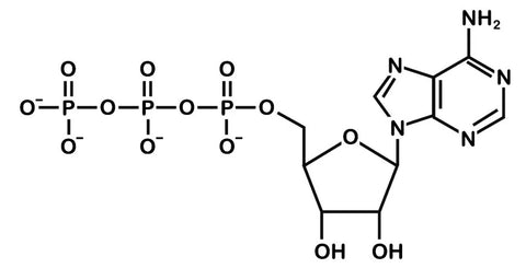 ATP (Adénosine-TriphosPhate)