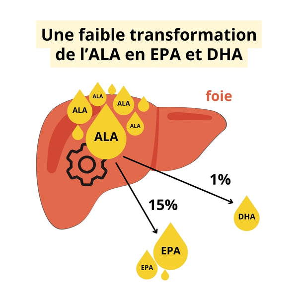 Schéma de la transformation de l'ALA en EPA et DHA